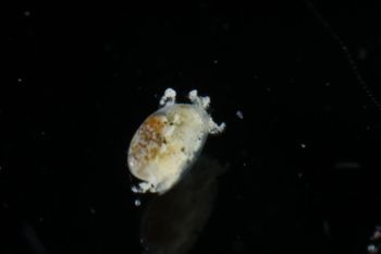 Media type: image;   Malacology 393732 Description: live specimen;